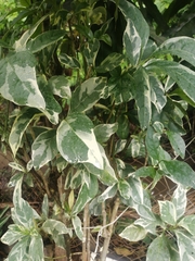 Graptophyllum