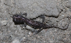 Aneides lugubris