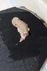 Felimida paulomarcioi