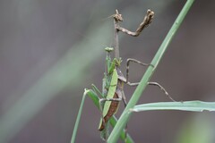 Pseudovates chlorophaea