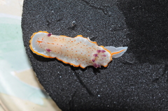 Felimida paulomarcioi