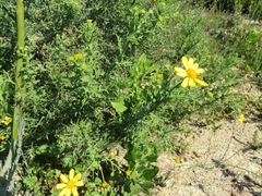 Osteospermum spinosum