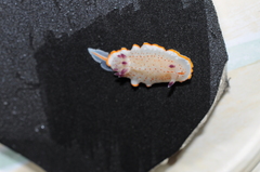 Felimida paulomarcioi