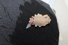 Felimida paulomarcioi