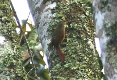 Dendrocincla fuliginosa