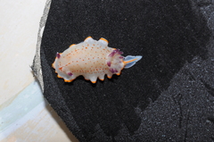 Felimida paulomarcioi