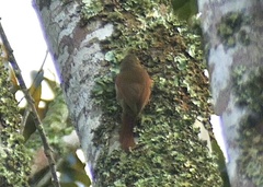 Dendrocincla fuliginosa