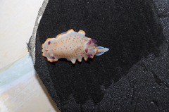 Felimida paulomarcioi