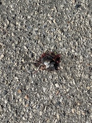 Muroidea