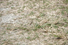 Chortophaga australior