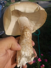 Macrocybe titans
