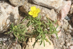 Oenothera serrulata