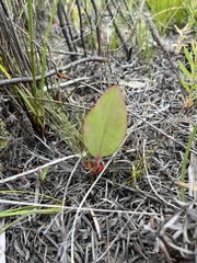 Protea cordata