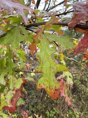 Quercus lyrata