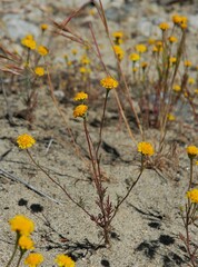 Chaenactis glabriuscula glabriuscula