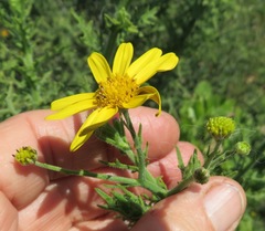 Osteospermum spinosum