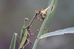 Pseudovates chlorophaea