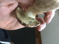 Butyriboletus appendiculatus