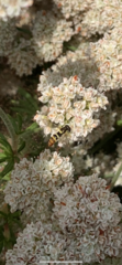 Sphaerophoria sulphuripes