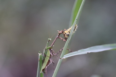 Pseudovates chlorophaea