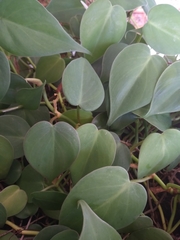 Philodendron hederaceum