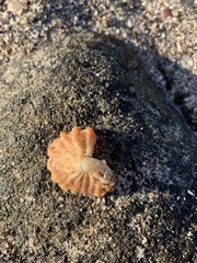 Crucibulum scutellatum