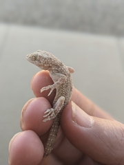 Cyrtopodion scabrum