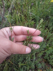 Hypericum linarioides