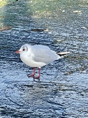 Chroicocephalus ridibundus