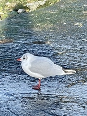 Chroicocephalus ridibundus