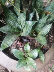 Sansevieria