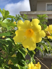 Allamanda schottii