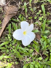 Plumeria pudica