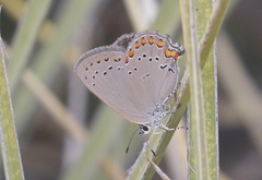 Satyrium titus