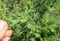Osteospermum spinosum