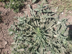 Echium italicum biebersteinii