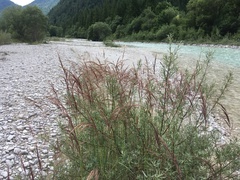 Calamagrostis pseudophragmites