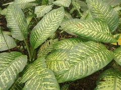 Dieffenbachia