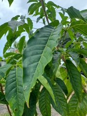 Handroanthus guayacan