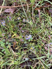 Symphyotrichum divaricatum