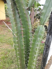 Acanthocereus tetragonus