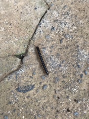 Asiomorpha coarctata