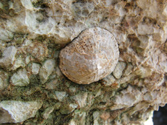 Patella rustica