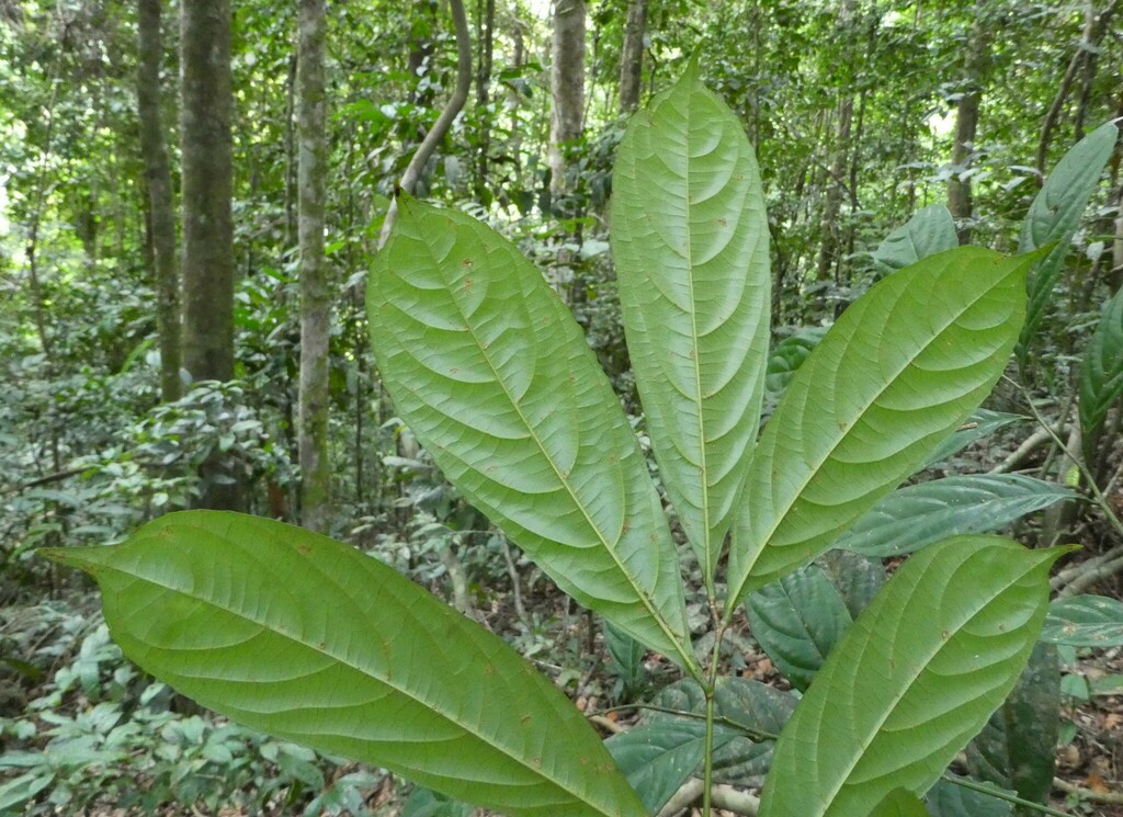 Androsiphonia