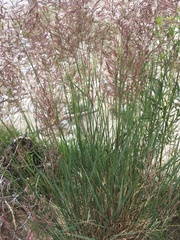 Calamagrostis pseudophragmites