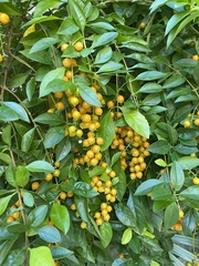 Duranta erecta