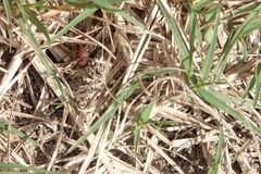 Pseudomethoca sanbornii