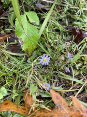 Symphyotrichum divaricatum