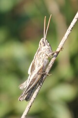 Chorthippus brunneus