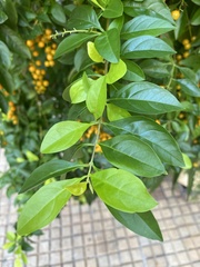 Duranta erecta